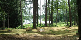 Birches At Gilmore Camps On Kezar Lake
