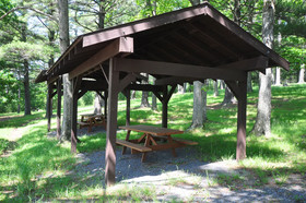 In The Pines