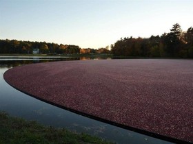 On Craberry Pond