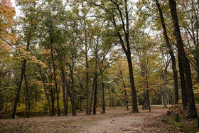 Pere Marquette River Koa