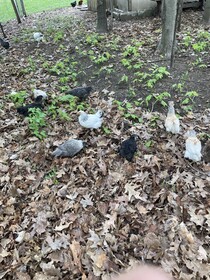 Vintage Inn At Veritas Estate