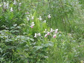 Best Western Bemidji