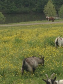 Meadow View Farm