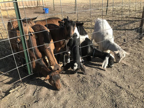 Good Medicine Lodge