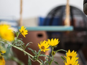 Painted Lady Bed & Brew