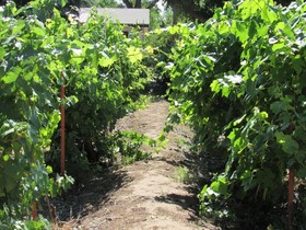 Red Horse Vineyard Bed & Breakfast