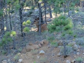 Resort Properties of Angel Fire