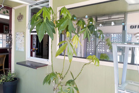 Hotel Kings at Clovis by OYO Rooms