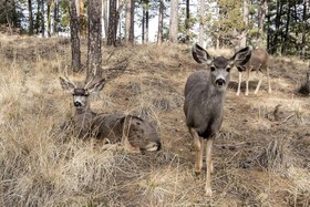 A Climbing Cub Cabin