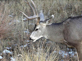 White Mountain Chateau