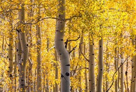 Bishop's Lodge - Villas