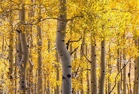 Mitchell's East Side