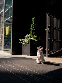Park Hyatt New York