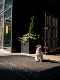 Park Hyatt New York