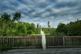 Highland Lake Inn & Resort - Flat Rock