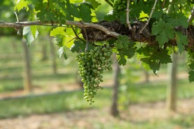 Holiday Inn Express & Suites Lexington NW-The Vineyard