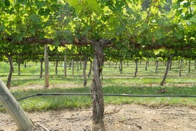 Holiday Inn Express & Suites Lexington NW-The Vineyard