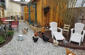 Silly Chickens Lodge