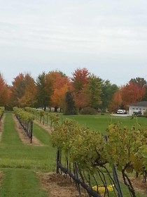 Bella Fattoria Bed and Breakfast