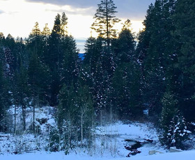 Mountain Pine Cabin Pet Friendly