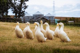 Abbey Road Farm