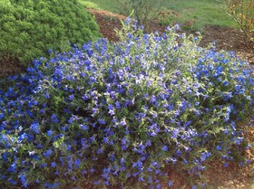 Tyee Lodge Bed and Breakfast