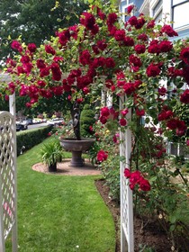 Lion and the Rose Victorian Guest House