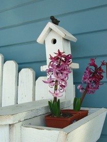 Lion and the Rose Victorian Guest House