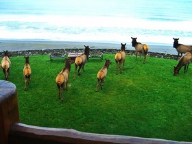 Gold Beach Oceanfront Estate - Mv28