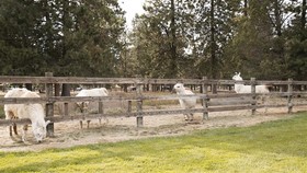 Best Western Ponderosa Lodge