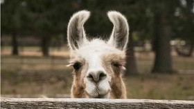 Best Western Ponderosa Lodge