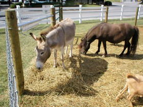 Amish View Inn and Suites