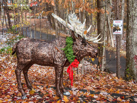 Moose Crossing