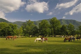 Smoky Mountain Mist Cabin
