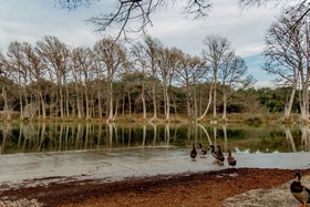Seven Bluff Cabins