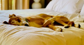 Sonesta Simply Suites Houston Galleria Medical Center
