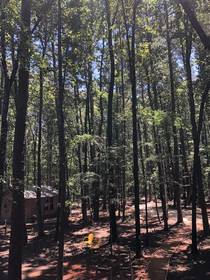 Cora's Cabins