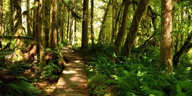Mount Baker by Mt. Baker Lodging