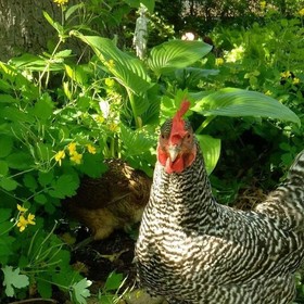 Manderley Bed & Breakfast