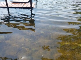 Timberlane Lodge - Blue Gill