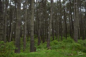 Entre Pinos Eco Box Apart