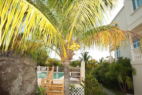 Coconut Tree Villa