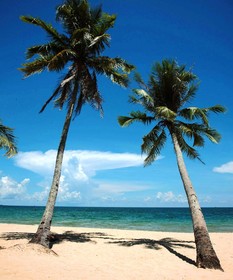 Coco Palm Beach Resort & Spa