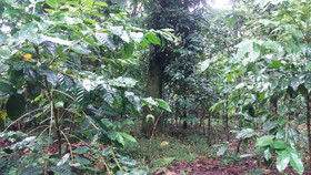 Tanna Eco Venture Bungalow