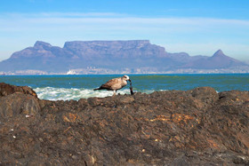 Eden on the Bay