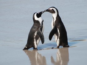 Penguinden
