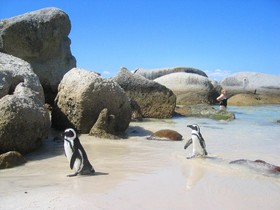 Penguinden