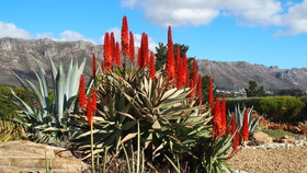 Wind-Rose Guest House