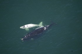 Lavender Manor Guest Lodge