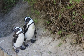 Boulders Beach House